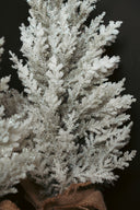 Frosted Miniature Tree
