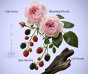 Illustration of pink roses, blackberries, and red berries with 'Rain Water', 'Blooming Florals', 'Ripe Berries', and 'Soft Woods' labels on a light purple background.