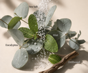 Herbs and natural elements labeled with 'Eucalyptus', 'Sea Salt', 'Mint', and 'Driftwood' on a neutral background.