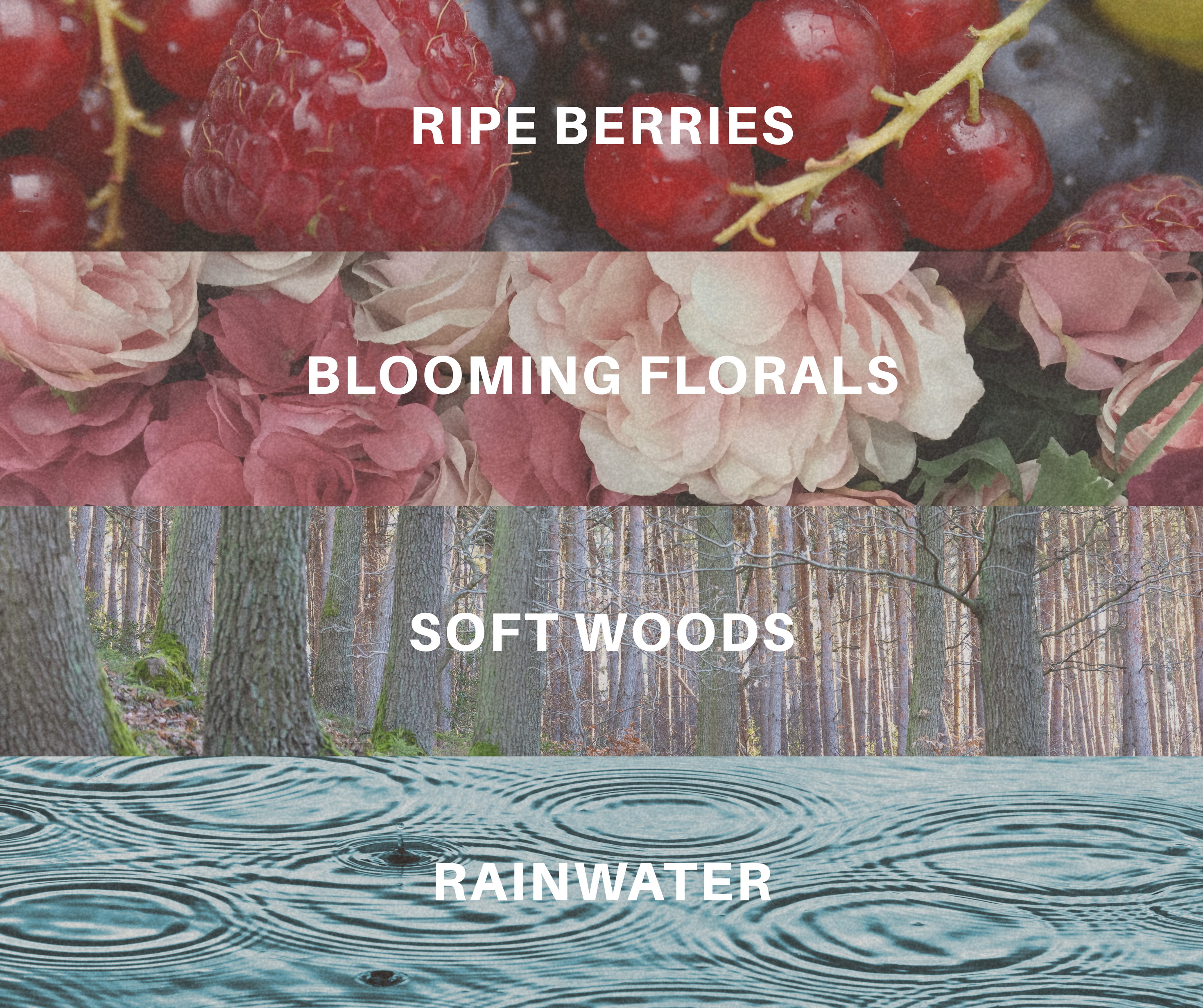 Fragrance notes for Blushed rain with matching visuals. Ripe Berries, Blooming Florals, Soft Woods, and Rainwater