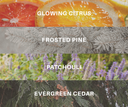 Collage of four different color swatches labeled 'Glowing Citrus', 'Frosted Pine', 'Patchouli', and 'Evergreen Cedar'.