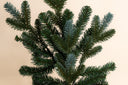 Colorado Blue Spruce Spray