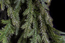 Greenwood Valley Garland