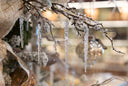 Icicle Spray