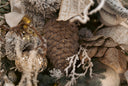 Iced Brown Pinecone