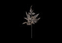 Champagne Lace Fern