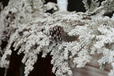 Snowy Fir Garland