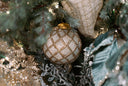 A round white and glittered gold ball, Christmas tree ornament with a lattice striped design, on a green and gold Christmas tree. 