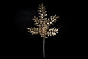 Golden Honey Locust Spray