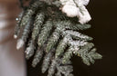 Iced Norfolk Pine Garland