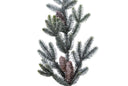 Winter Pine Stem