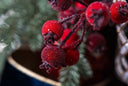 Iced Red Berry Pick