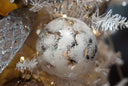 Snowed Silver Ornament