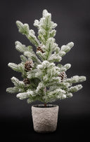 Snowed Pine Tree in Cement Pot