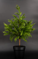 Potted Cedar Tree