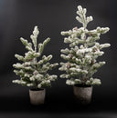 Snowed Pine Tree in Cement Pot