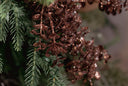Brown glittery boxwood branch spray hanging on a green evergreen branch.