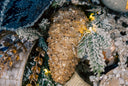 Gold Pinecone Ornament