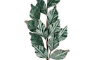 Dusty Green Leaf Stem