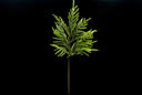 Icy Glittered Norfolk Pine Branch