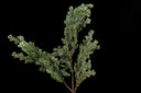 Sage Needle Pine Spray
