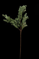 Sage Needle Pine Spray