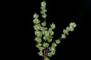 Snowy Pine Stem with Mini Bells