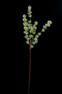 Snowy Pine Stem with Mini Bells