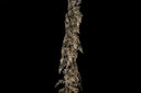 Champagne Lace Fern Garland