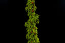 Pine Garland with Pinecones