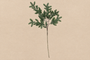 Fir Branch Spray