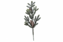 Winter Pine Stem