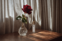 Red rose in a clear vase next to a Velvet Flora Mini Air & Linen Mist on a wooden surface with light filtering through curtains.
