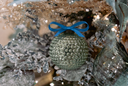 Green Hobnail Ornament with a blue ribbon on a green and gold Christmas tree.