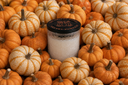 A single wick velvet pumpkin candle in a pile of multi-colored, miniature pumpkins.